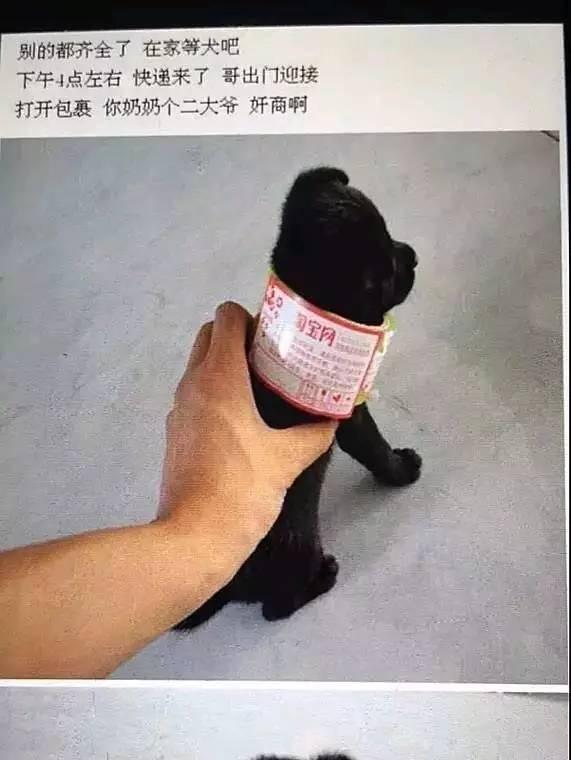 千万不要买市场上的狗,网上买狗买家秀