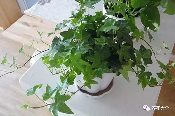 什么花驱虫又香,什么花驱虫又不伤人