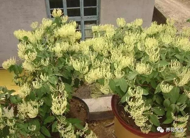 能驱虫的花,什么花养在家里可以净化空气