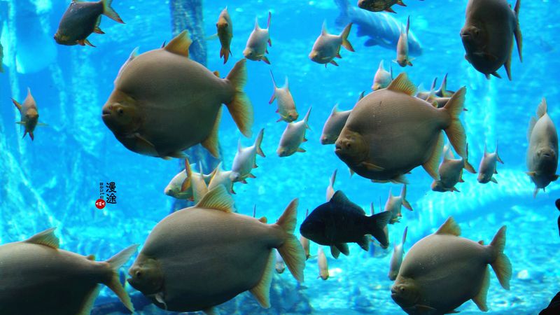 长隆亲子两大两小旅游攻略,珠海长隆横琴湾酒店亲子攻略