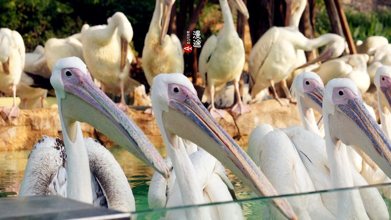 长隆亲子两大两小旅游攻略,珠海长隆横琴湾酒店亲子攻略