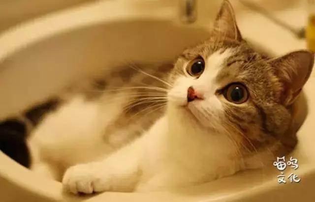 怎么去除房间的猫屎气味,房间内有猫味儿怎么消除