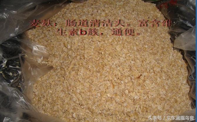 画眉鸟怎样才能大叫,画眉鸟的介绍简短又详细