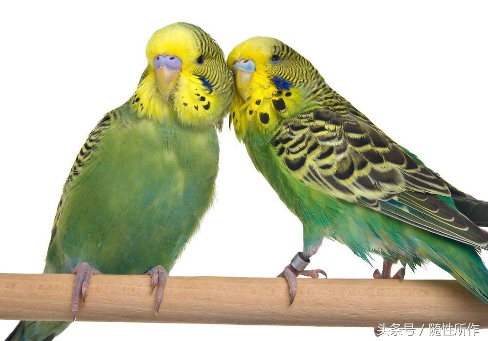 虎皮鹦鹉不孕不育,虎皮鹦鹉得病怎么办