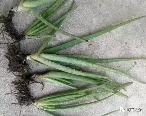 什么花驱虫又香,什么花驱虫又不伤人