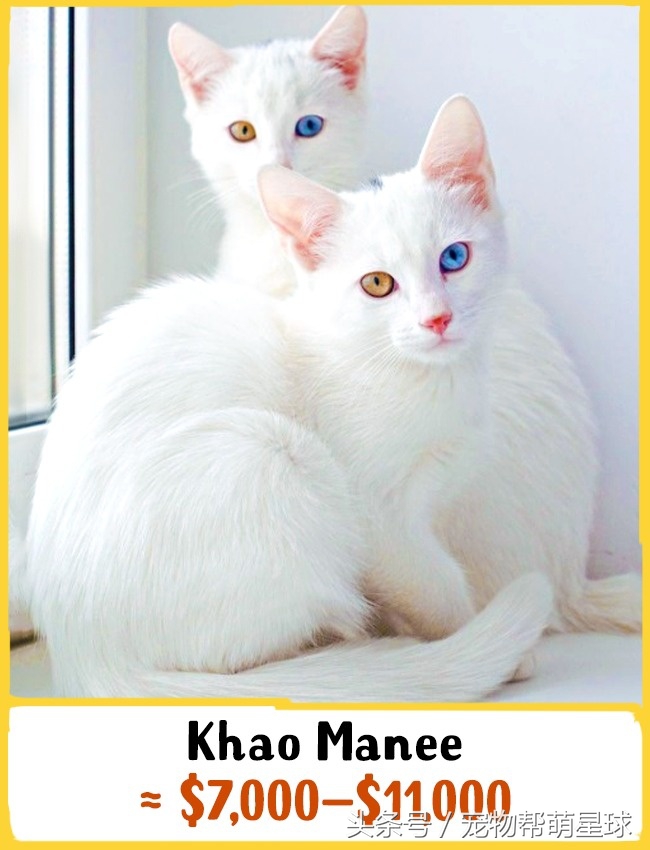 猫什么品种最值得买,猫的奢侈品种有哪些