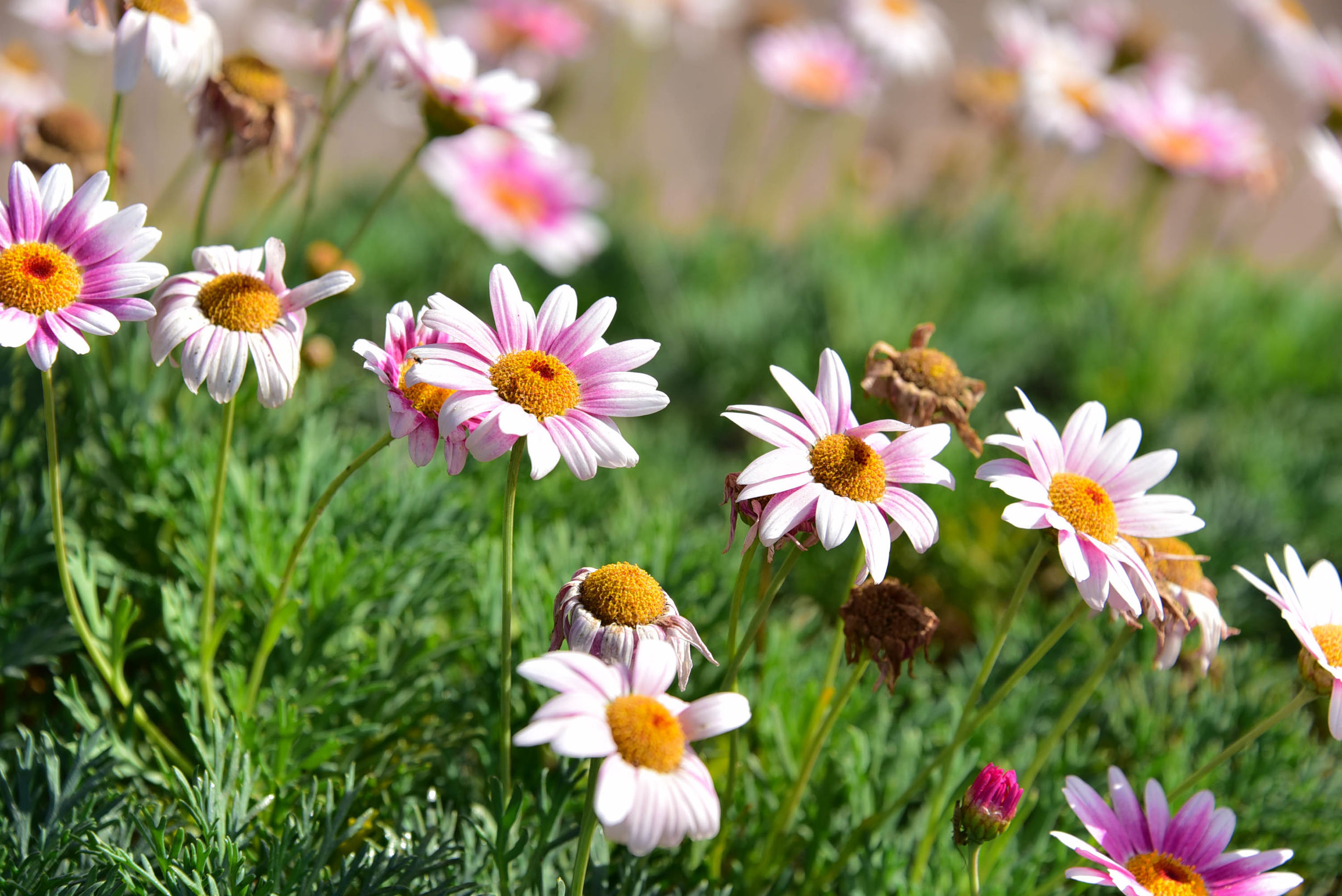 在猎人谷邂逅美酒和热气球