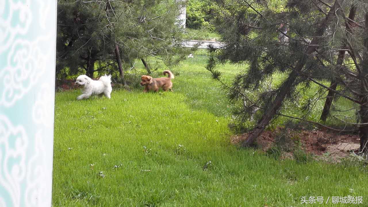 散步踩到狗便便啥说法,深夜狗吠是什么征兆