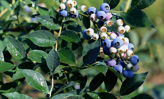 蓝莓有籽吗是老了吗,蓝莓有籽的好还是无籽的好