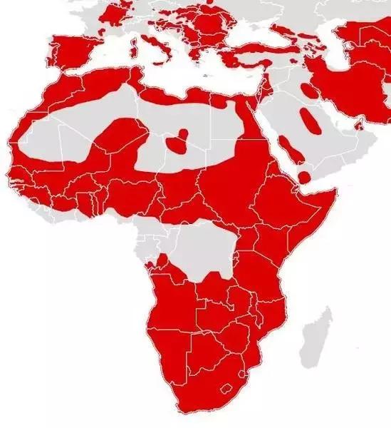 人类最初驯化猫,猫在人类以前是什么样子