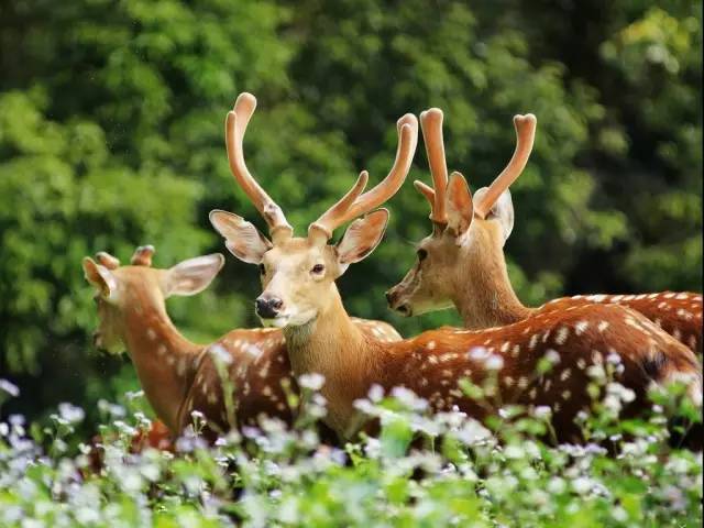 栖霞山丨夏至：翻空白鸟时时见，照水红蕖细细香