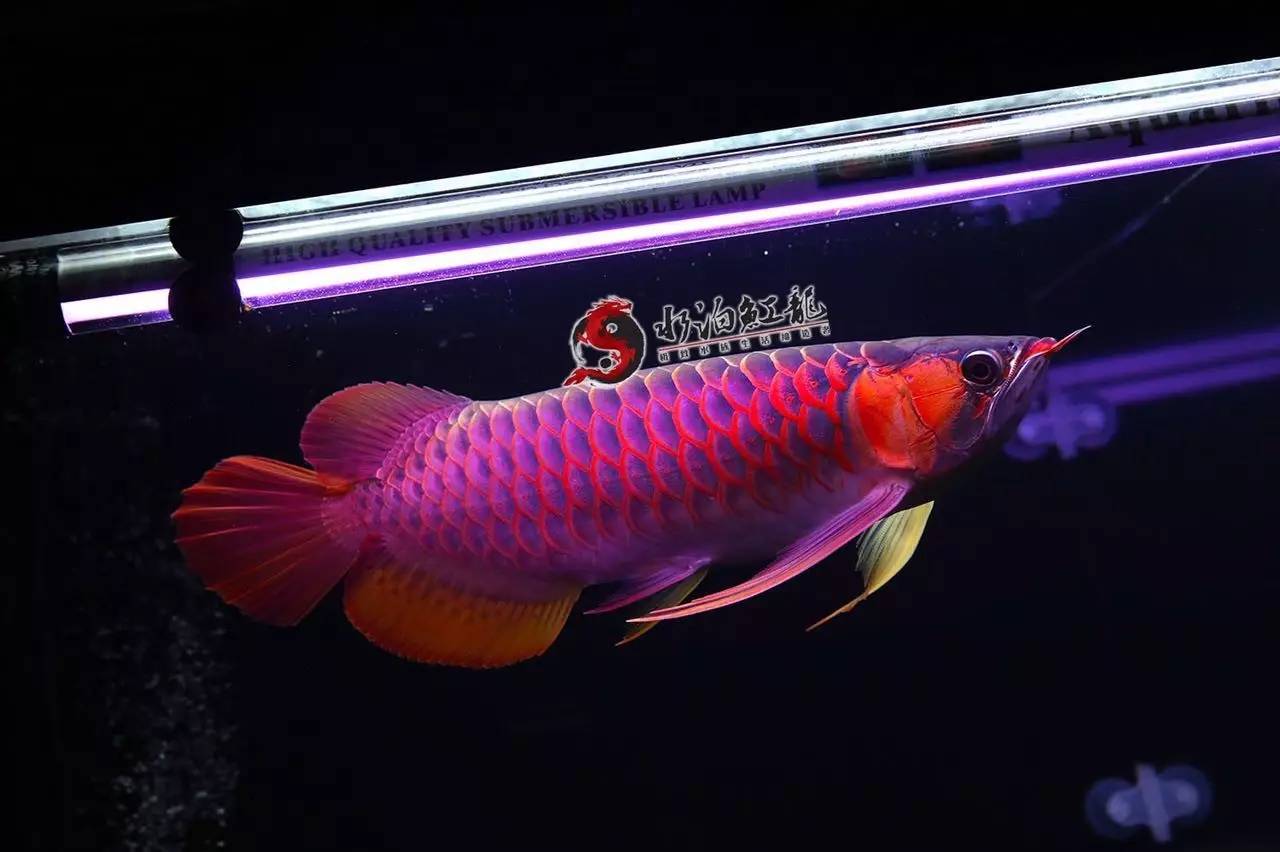 红龙多大入手好,红龙怎么挑选才不被骗