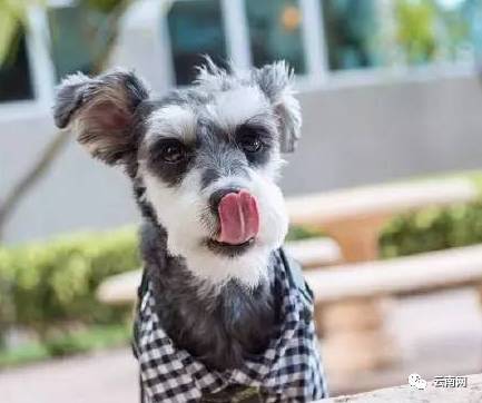 昆明买到星期狗怎么处理,一千多买的狗病了可以起诉吗