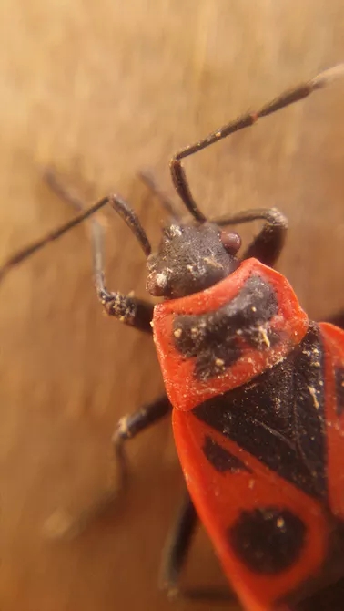 苹果手机自带微距镜头有哪些,iphone微距拍摄手机镜头