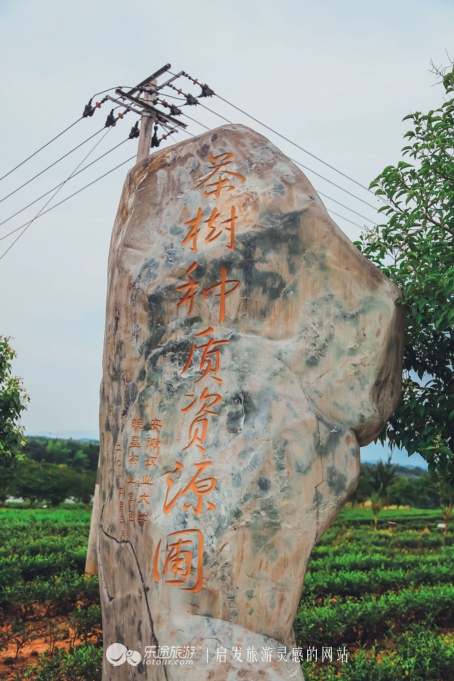 去木子山庄感受禅意，去观察奇曲茶