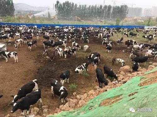 生活早报‖济南拆除百亩违建养牛场，588头奶牛大挪窝