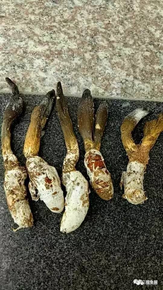 三明山上又一宝物被发现!原来它这么好