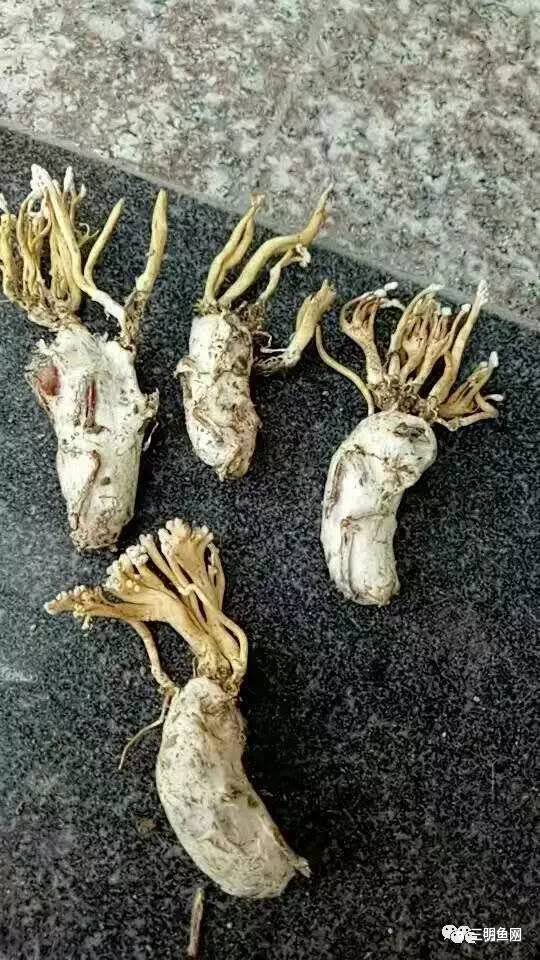 三明山上又一宝物被发现!原来它这么好