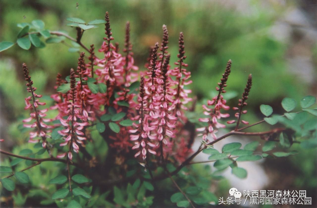 黑河风光,黑河自然风景