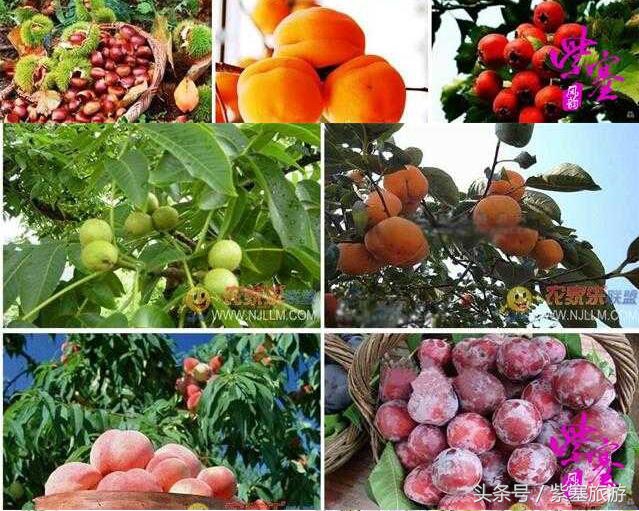 蓟县金马石农家院三日游最佳路线,天津蓟县梨木台风景最好的农家院