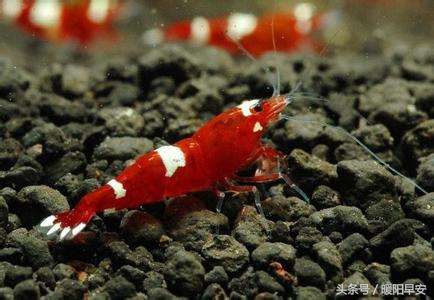 巨型淡水虾多少钱一只,水晶虾哪个品种最便宜好养