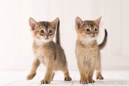 十二星座最适合养哪种宠物,十二星座养宠物