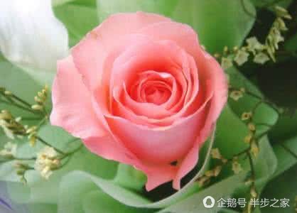 玫瑰品种区分及花语,绿玫瑰品种和花语