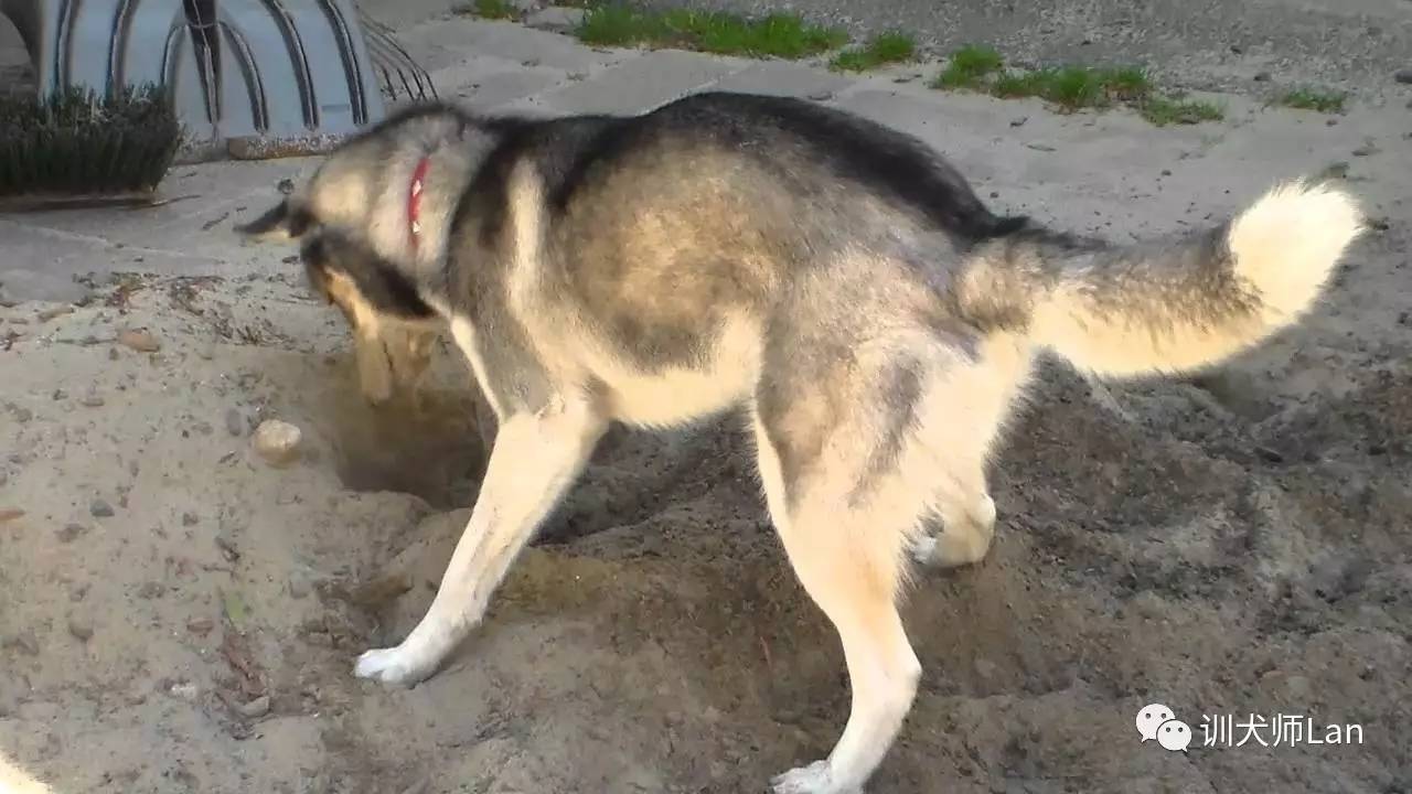 你适合养什么宠物萌宠二哈,养哈士奇有什么好处和坏处