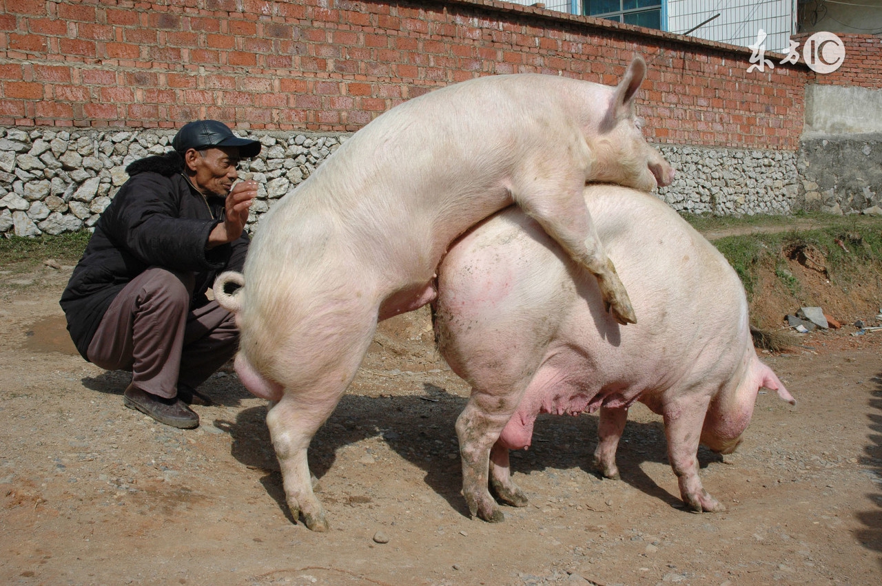 酷夏母猪受胎率低下？做到这几点，让你的母猪变成超生婆！