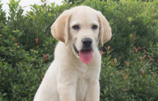 狗狗粪便恶心臭味,狗狗大便臭有点软