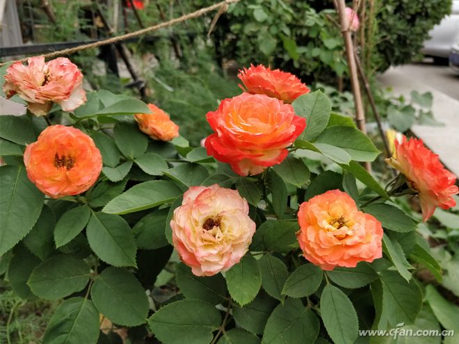 一加5骁龙835手机多少钱,1499元一加5手机