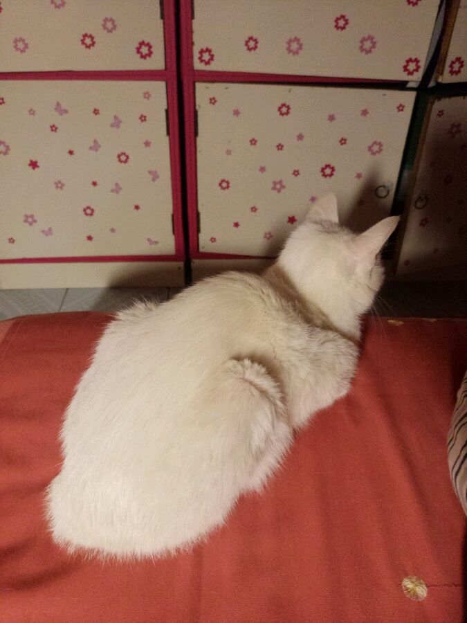 小奶猫严重拉稀不吃东西怎么办,没满月的小奶猫拉稀怎么办