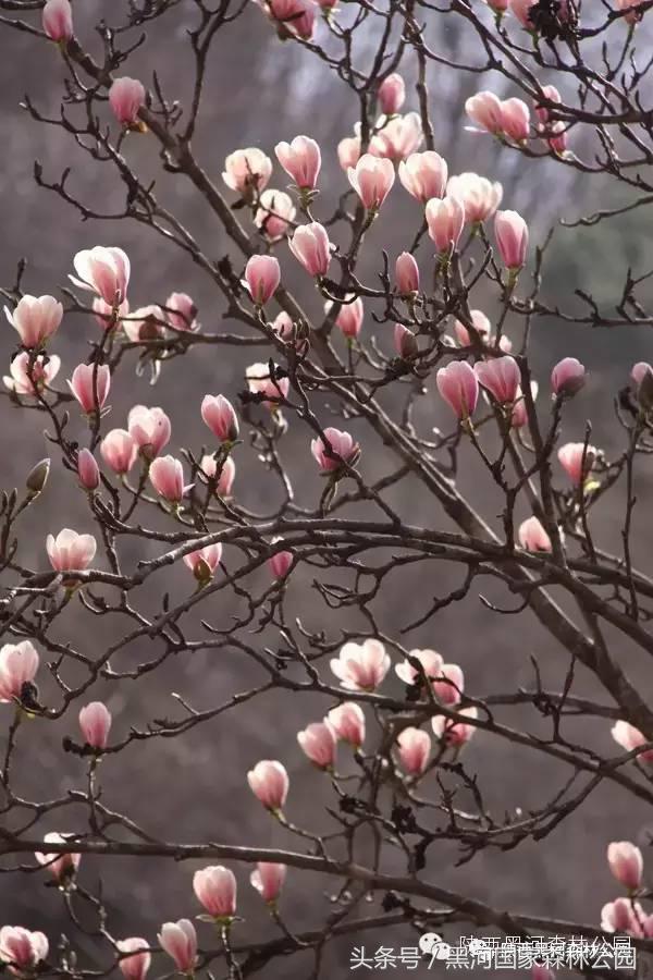 黑河风光,黑河自然风景