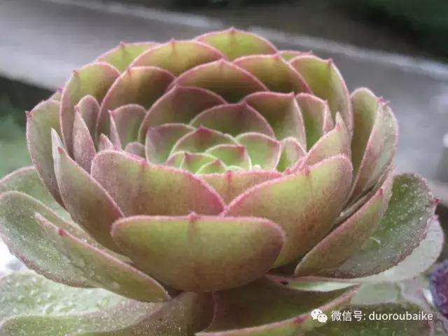 黑法师根部黑腐应该怎么处理,法师黑腐最佳治疗方法