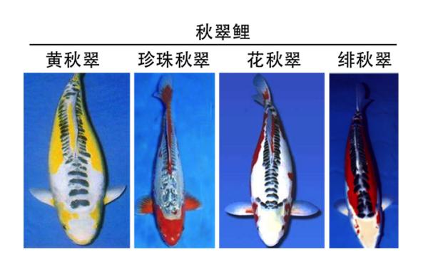 锦鲤是属于淡水鱼还是海鱼,锦鲤是中国还是日本的