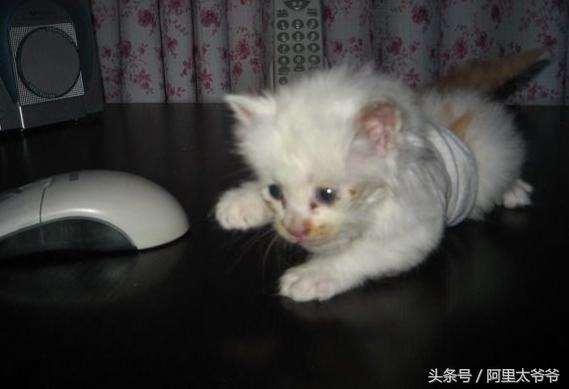 救助小奶猫视频,如何救助小猫咪