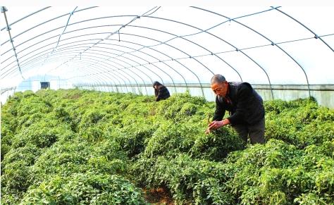 致富带头人励志故事,十大青年创业致富带头人