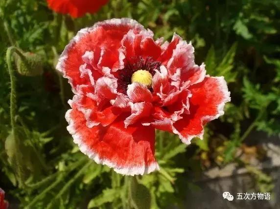 虞美人与虞美人,虞美人深度解析