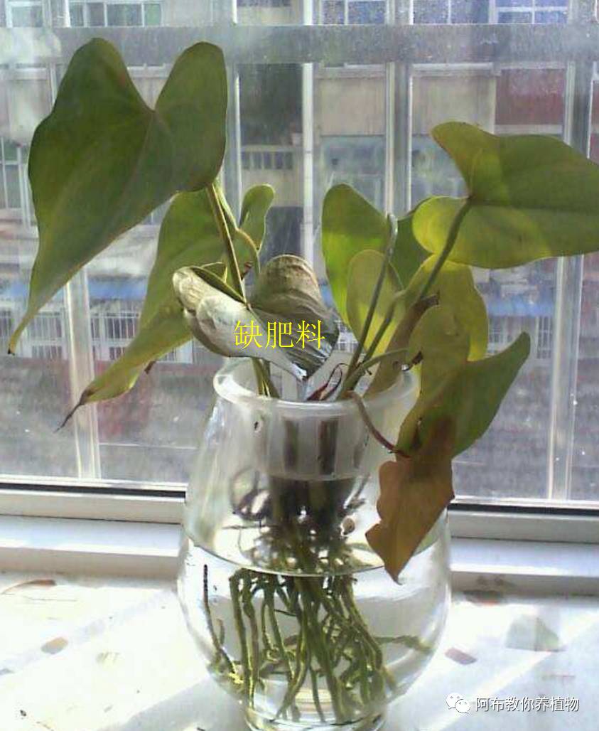 绿萝植物养护,绿萝植物养护知识