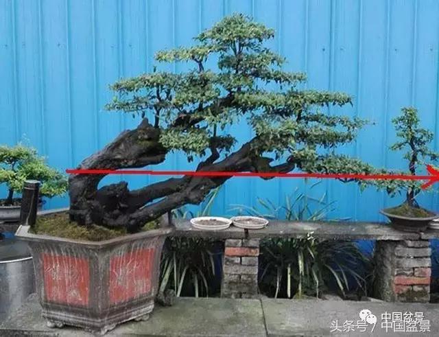 直杆式盆景的飘枝布局原则,松树飘枝式盆景图片大全
