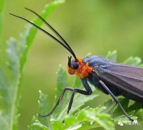 昆虫的嗅觉非常灵敏,昆虫没有嗅觉吗