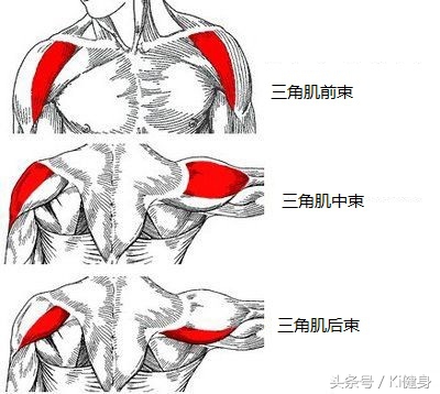 想练基本功要怎么说,肩膀的肩肌如何训练最有效