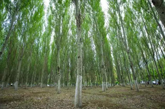 沈阳师范大学回忆,再见青春再见过往