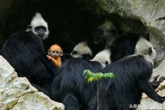 广西崇左旅游景区有哪些,崇左这几天免费旅游景区