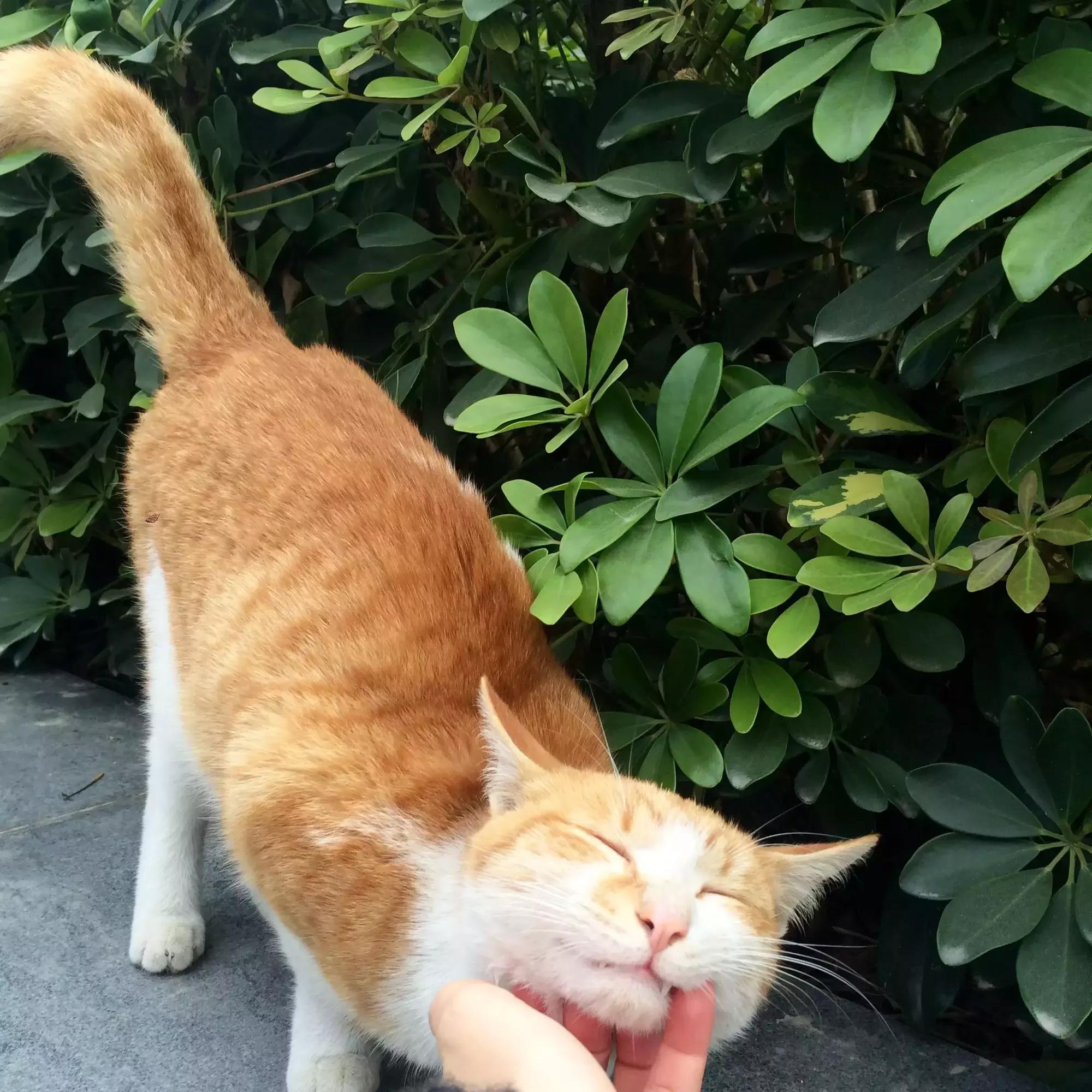 原来猫咪会托梦是真的,原来猫咪真的会哭