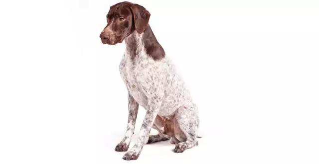 讲真｜论跑步，你可能还不如你家狗！