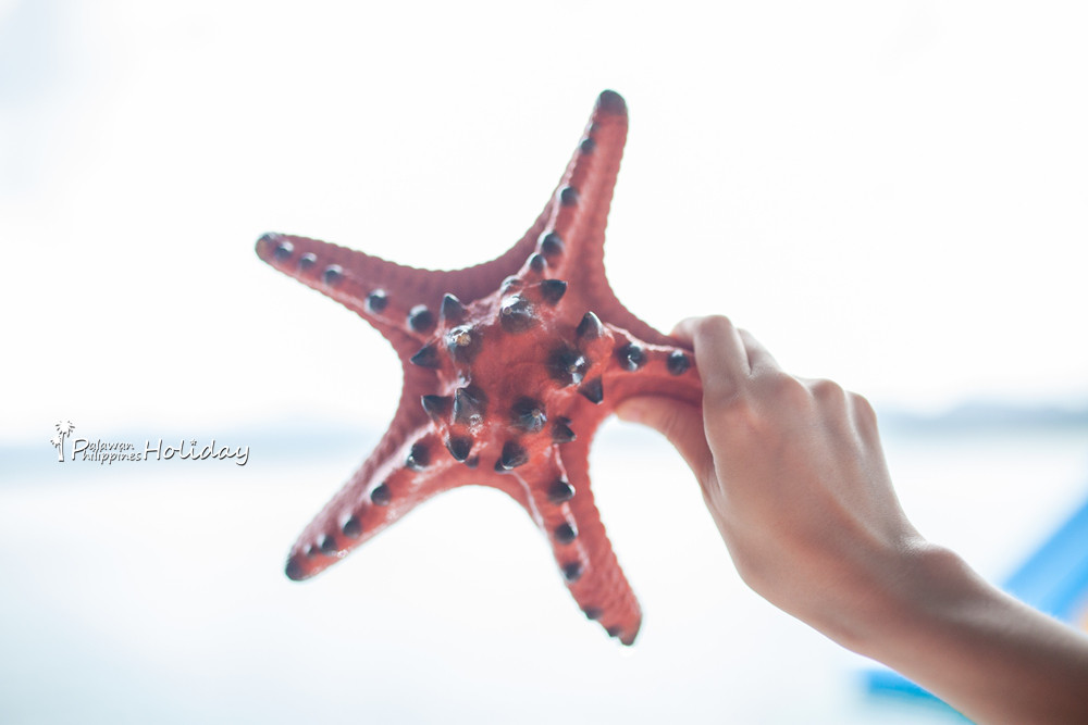 巴拉望｜本田湾真的是本田公司买下的吗？来了这里才知道