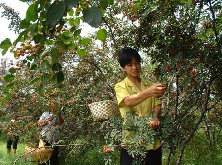 甘肃农民的创业经历,甘肃致富经养鸡