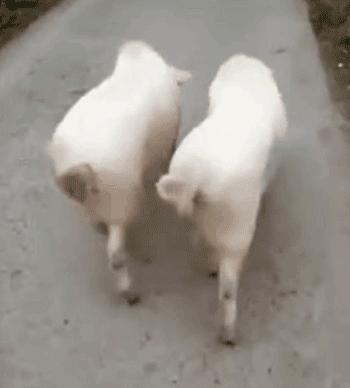 舌头太短是因为肾脏不好吗,舌头太短想变长