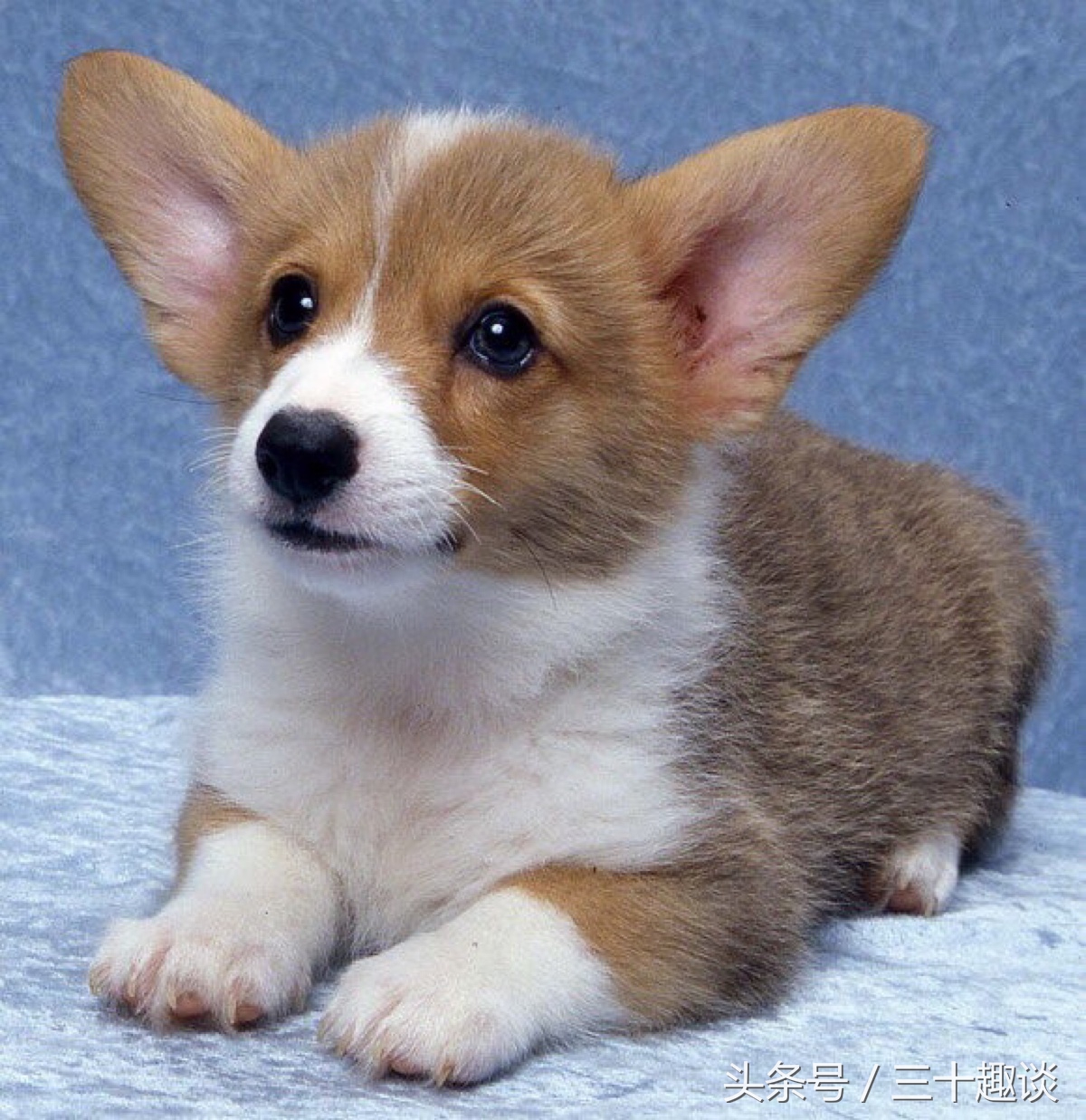 柯基犬怎么喂养吃什么狗粮最好,柯基犬应该狗笼喂养还是散养